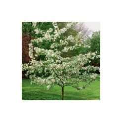 Malus 'Evereste' | Crabapple Tree