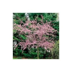 Malus floribunda | Crabapple Tree -Bare Root Sales Shop TR01559L add image 1 c451