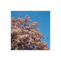 Malus floribunda | Crabapple Tree -Bare Root Sales Shop TR01559L add image 3 8d5e