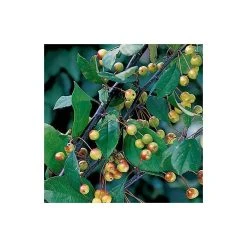 Malus floribunda | Crabapple Tree -Bare Root Sales Shop TR01559L add image 4 1c75
