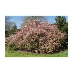 Malus floribunda | Crabapple Tree -Bare Root Sales Shop TR01559L add image 5 3cbb