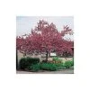 Malus floribunda | Crabapple Tree 1 Malus floribunda | Crabapple Tree -Bare Root Sales Shop TR01559L main image 22d2