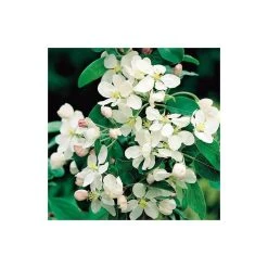 Malus x atrosanguinea 'Gorgeous' | Crabapple Tree -Bare Root Sales Shop TR0156 add image 2 28fa