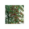 Malus x atrosanguinea 'Gorgeous' | Crabapple Tree -Bare Root Sales Shop TR0156 main image e1e0