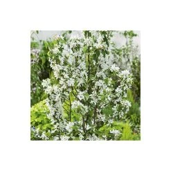 Malus 'John Downie' | Crabapple Tree -Bare Root Sales Shop TR01579L add image 1 36c1