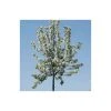 Malus 'John Downie' | Crabapple Tree -Bare Root Sales Shop TR01579L main image e960