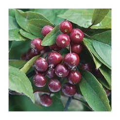 Malus x moerlandsii 'Profusion' | Crabapple Tree -Bare Root Sales Shop TR01599L add image 1 de77
