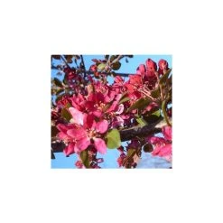 Malus x moerlandsii 'Profusion' | Crabapple Tree -Bare Root Sales Shop TR01599L add image 3 14e5