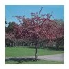 Malus x moerlandsii 'Profusion' | Crabapple Tree -Bare Root Sales Shop TR01599L main image 057d
