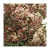 Malus 'Pink Perfection' | Crabapple Tree -Bare Root Sales Shop TR01619L main image 398a