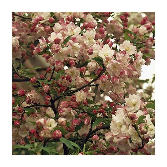 Malus 'Pink Perfection' | Crabapple Tree 2 Malus 'Pink Perfection' | Crabapple Tree