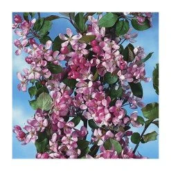 Malus x purpurea 'Neville Copeman' | Crabapple Tree 8 Malus x purpurea 'Neville Copeman' | Crabapple Tree -Bare Root Sales Shop TR01629L add image 1 4b2d
