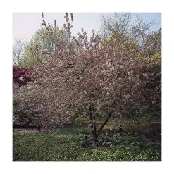 Malus x purpurea 'Neville Copeman' | Crabapple Tree