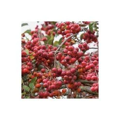 Malus x robusta 'Red Sentinel' | Crabapple Tree -Bare Root Sales Shop TR01639L add image 1 ce1b