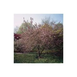 Malus x robusta 'Red Sentinel' | Crabapple Tree -Bare Root Sales Shop TR01639L add image 2 0324