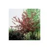 Malus 'Royalty' | Crabapple Tree -Bare Root Sales Shop TR01649L main image c31f