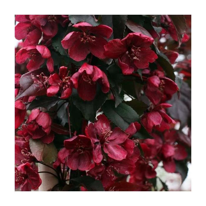 Malus 'Royalty' | Crabapple Tree 4 Malus 'Royalty' | Crabapple Tree - Image 2