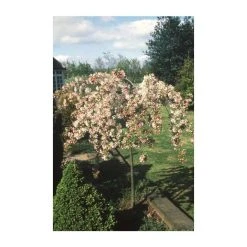 Malus 'Sun Rival' | Crabapple Tree -Bare Root Sales Shop TR01659L add image 1 6f1e