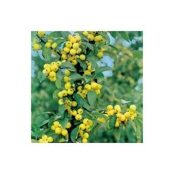 Malus x zumi 'Golden Hornet' | Crabapple Tree -Bare Root Sales Shop TR0166 add image 2 5910