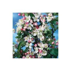 Malus x zumi 'Golden Hornet' | Crabapple Tree -Bare Root Sales Shop TR0166 add image 3 d184