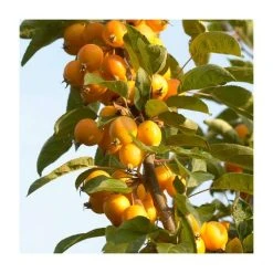 Malus x zumi 'Golden Hornet' | Crabapple Tree -Bare Root Sales Shop TR0166 add image 4 6ee5
