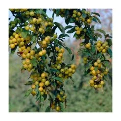 Malus x zumi 'Golden Hornet' | Crabapple Tree -Bare Root Sales Shop TR0166 add image 5 4a82