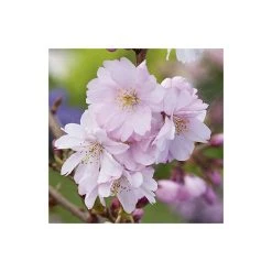Prunus 'Accolade' | Cherry Blossom Tree -Bare Root Sales Shop TR01689L add image 1 dcfa