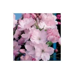 Prunus 'Amanogawa' | Cherry Blossom Tree -Bare Root Sales Shop TR016925L add image 2 096c