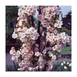 Prunus 'Amanogawa' | Cherry Blossom Tree -Bare Root Sales Shop TR016925L add image 3 855a