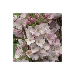 Prunus 'Amanogawa' | Cherry Blossom Tree -Bare Root Sales Shop TR016925L add image 4 5afc