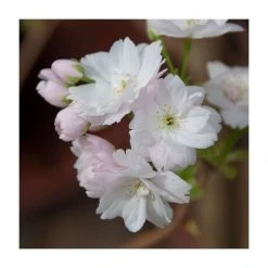 Prunus 'Amanogawa' | Cherry Blossom Tree -Bare Root Sales Shop TR016925L add image 5 d14b