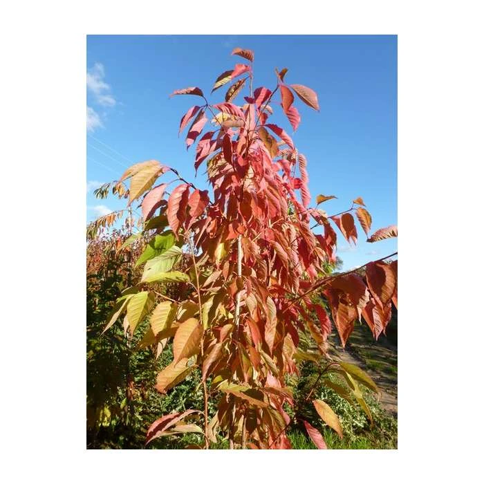 Prunus 'Fragrant Cloud' | Cherry Blossom Tree 3 Prunus 'Fragrant Cloud' | Cherry Blossom Tree