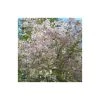Prunus incisa 'The Bride' | Cherry Blossom Tree -Bare Root Sales Shop TR01719L main image 6e4c