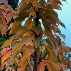 Prunus 'Kanzan' | Cherry Blossom Tree -Bare Root Sales Shop TR0172 add image 1 40ee
