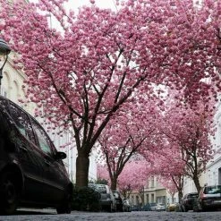 Prunus 'Kanzan' | Cherry Blossom Tree -Bare Root Sales Shop TR0172 add image 2 0d40