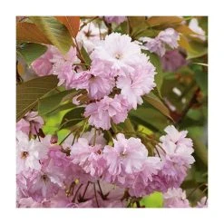 Prunus 'Kanzan' | Cherry Blossom Tree -Bare Root Sales Shop TR0172 add image 3 1857