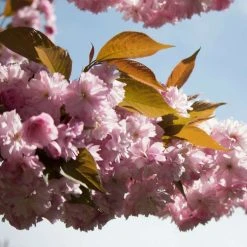 Prunus 'Kanzan' | Cherry Blossom Tree -Bare Root Sales Shop TR0172 add image 4 08a7