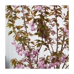 Prunus 'Kanzan' | Cherry Blossom Tree -Bare Root Sales Shop TR0172 add image 5 5077