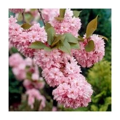 Prunus 'Kanzan' | Cherry Blossom Tree -Bare Root Sales Shop TR0172 add image 7 d7d2