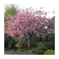 Prunus 'Kanzan' | Cherry Blossom Tree -Bare Root Sales Shop TR0172 add image 8 347e