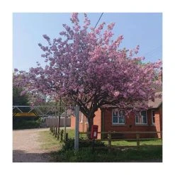 Prunus 'Kanzan' | Cherry Blossom Tree -Bare Root Sales Shop TR0172 add image 9 25d6