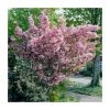 Prunus 'Kanzan' | Cherry Blossom Tree -Bare Root Sales Shop TR0172 main image 8cac