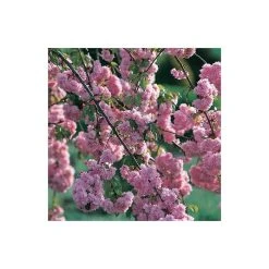 Prunus 'Kiku Shidare Zakura' | Cherry Blossom Tree -Bare Root Sales Shop TR017312L add image 1 339e