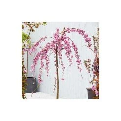 Prunus 'Kiku Shidare Zakura' | Cherry Blossom Tree -Bare Root Sales Shop TR017312L add image 2 328e
