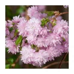 Prunus 'Kiku Shidare Zakura' | Cherry Blossom Tree -Bare Root Sales Shop TR017312L add image 5 547b