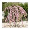 Prunus 'Kiku Shidare Zakura' | Cherry Blossom Tree -Bare Root Sales Shop TR017312L main image 96d3