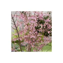Prunus 'Okame' | Cherry Blossom Tree 9 Prunus 'Okame' | Cherry Blossom Tree -Bare Root Sales Shop TR01749L add image 2 6483