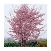 Prunus 'Okame' | Cherry Blossom Tree