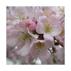 Prunus padus 'Pandora' | Cherry Blossom Tree -Bare Root Sales Shop TR01759L add image 1 3d8c