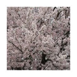 Prunus padus 'Pandora' | Cherry Blossom Tree -Bare Root Sales Shop TR01759L add image 2 91f5